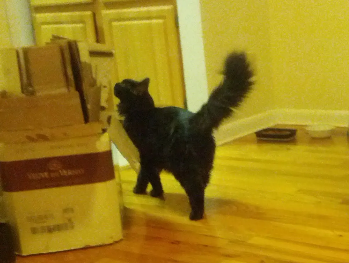 A black long hair cat sniffing some cardboard boxes in a somewhat bare standard NYC apartment, with a wood floor. Some cat food and water can be seen in plastic containers in the background.