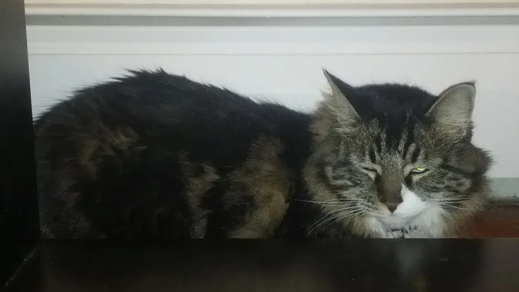 A mostly brown and black long-hair cat stays safe hiding behind some furnture.