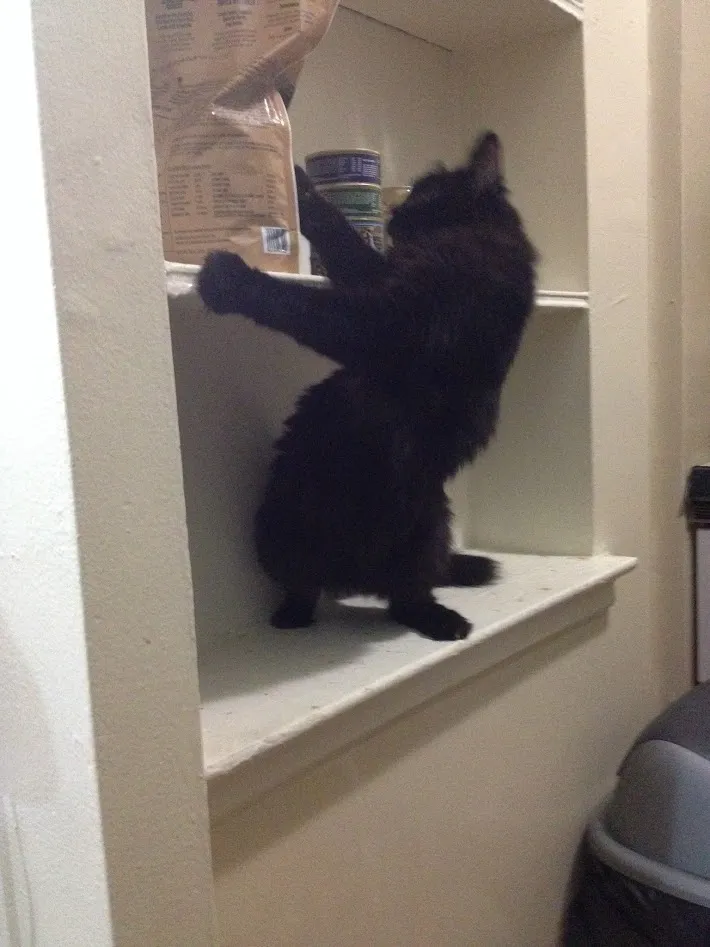 A black long hair cat stands on one wall shelf while twisting around to reach the next shelf up, and appears about ready to grab a medium sized bag of dry cat food off the shelf.