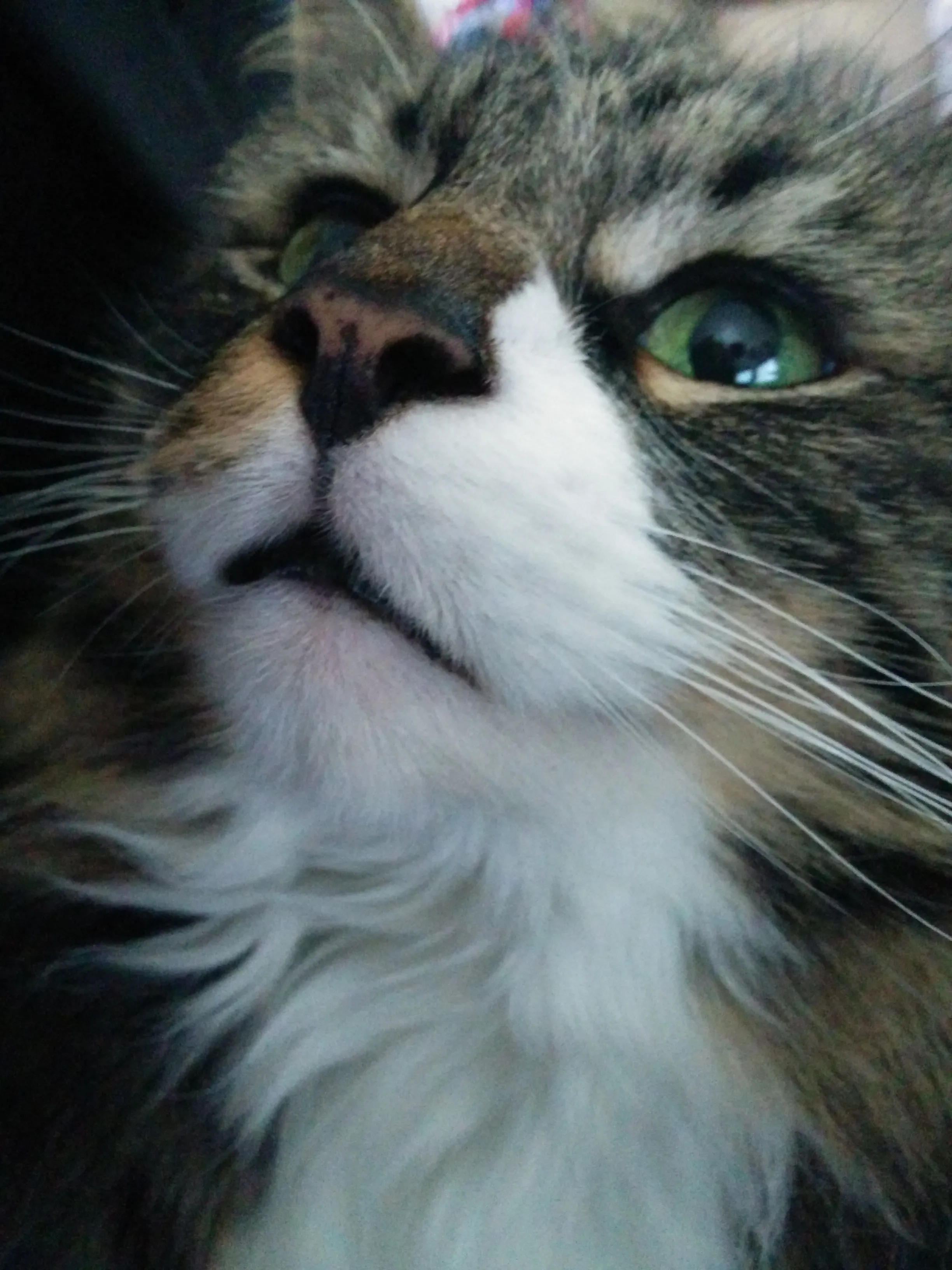 A close-up of a beautiful cat's face.