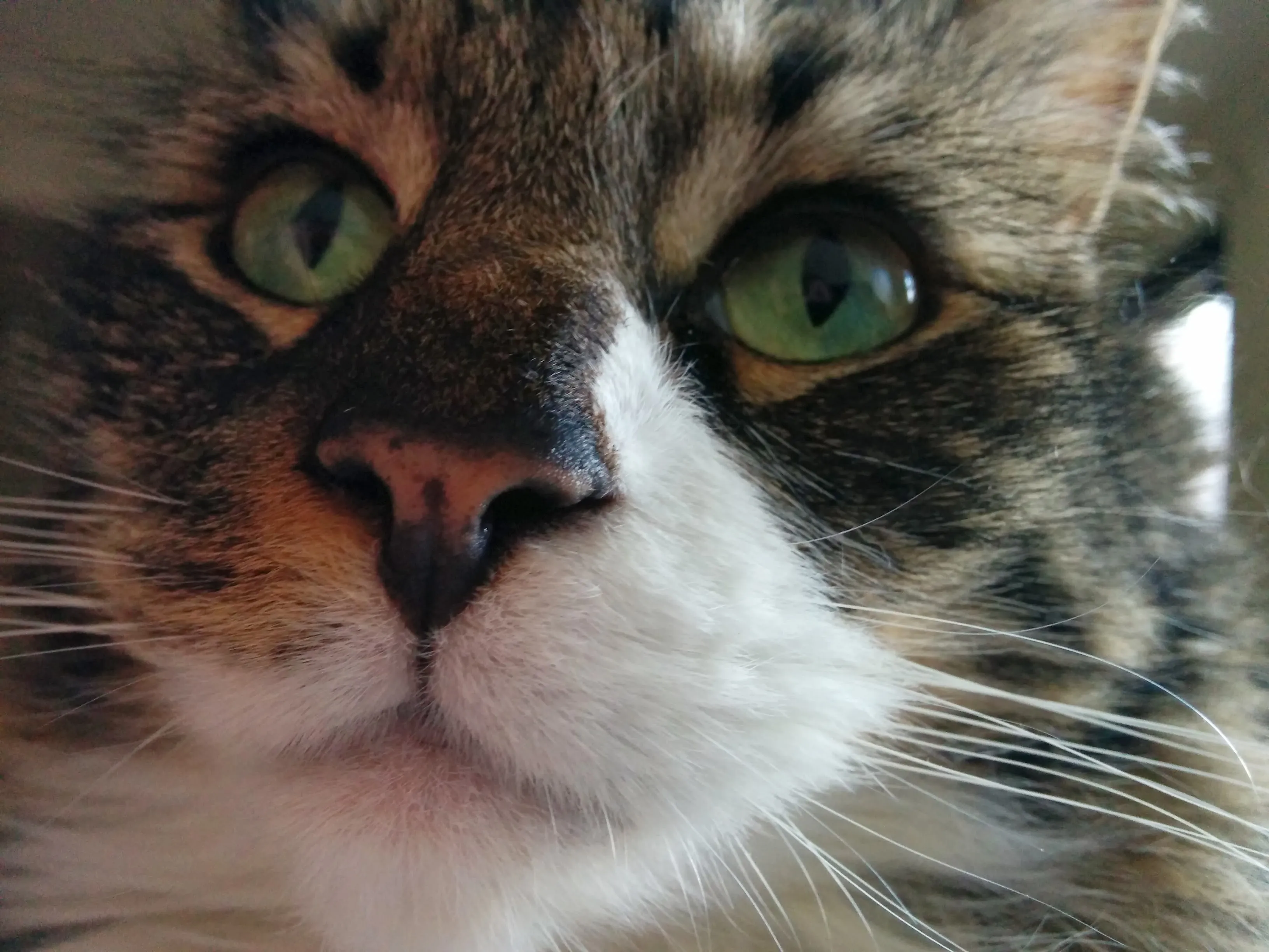 A close-up of a beautiful cat's face.