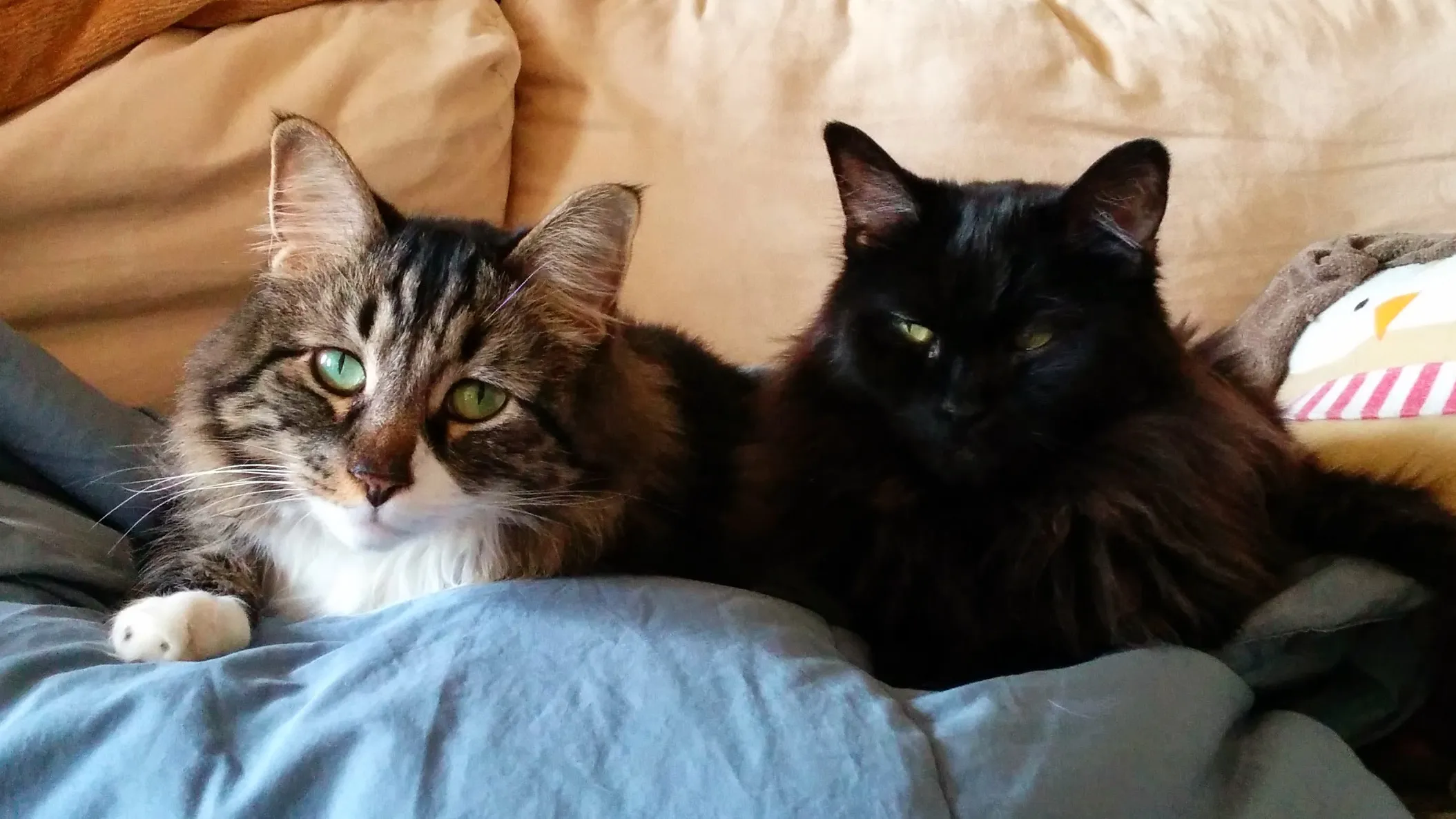 Two long-hair cats loafing together side by side on a sofa.