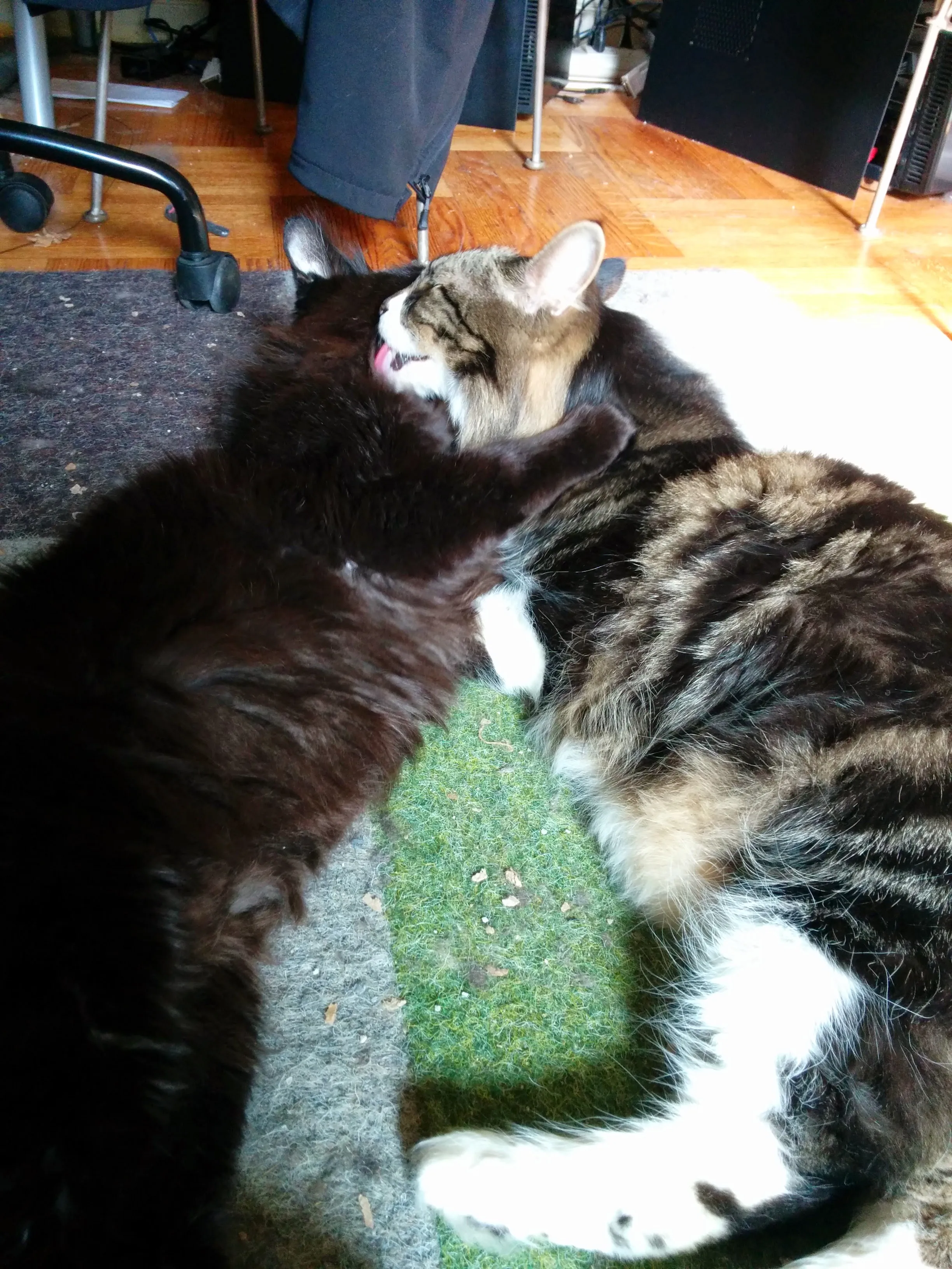 The same two long-hair cats laying side by side, one holding the other while the other grooms him.