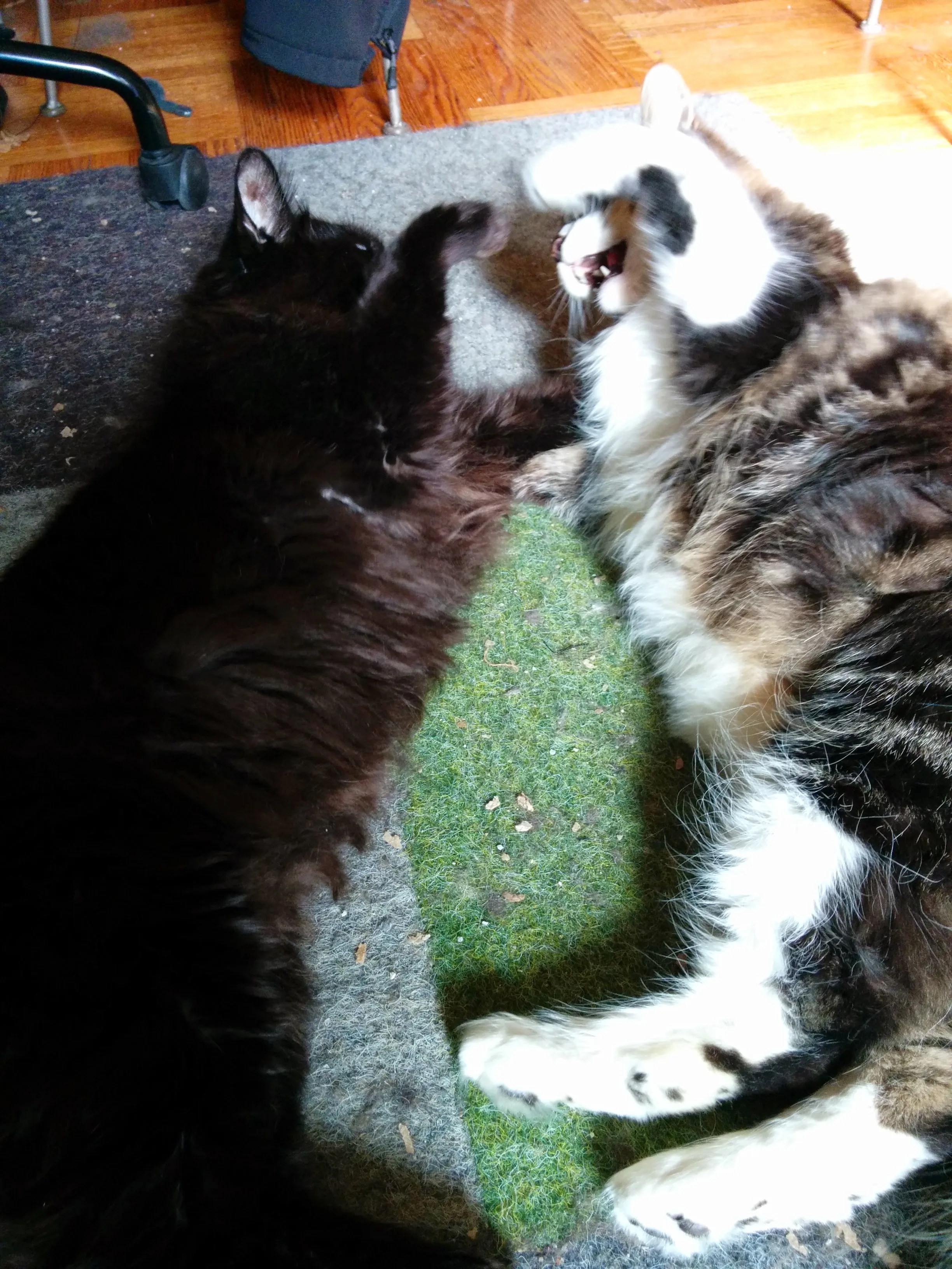 Two long-hair cats laying side by side, front paws out in the middle of playfully attacking each other