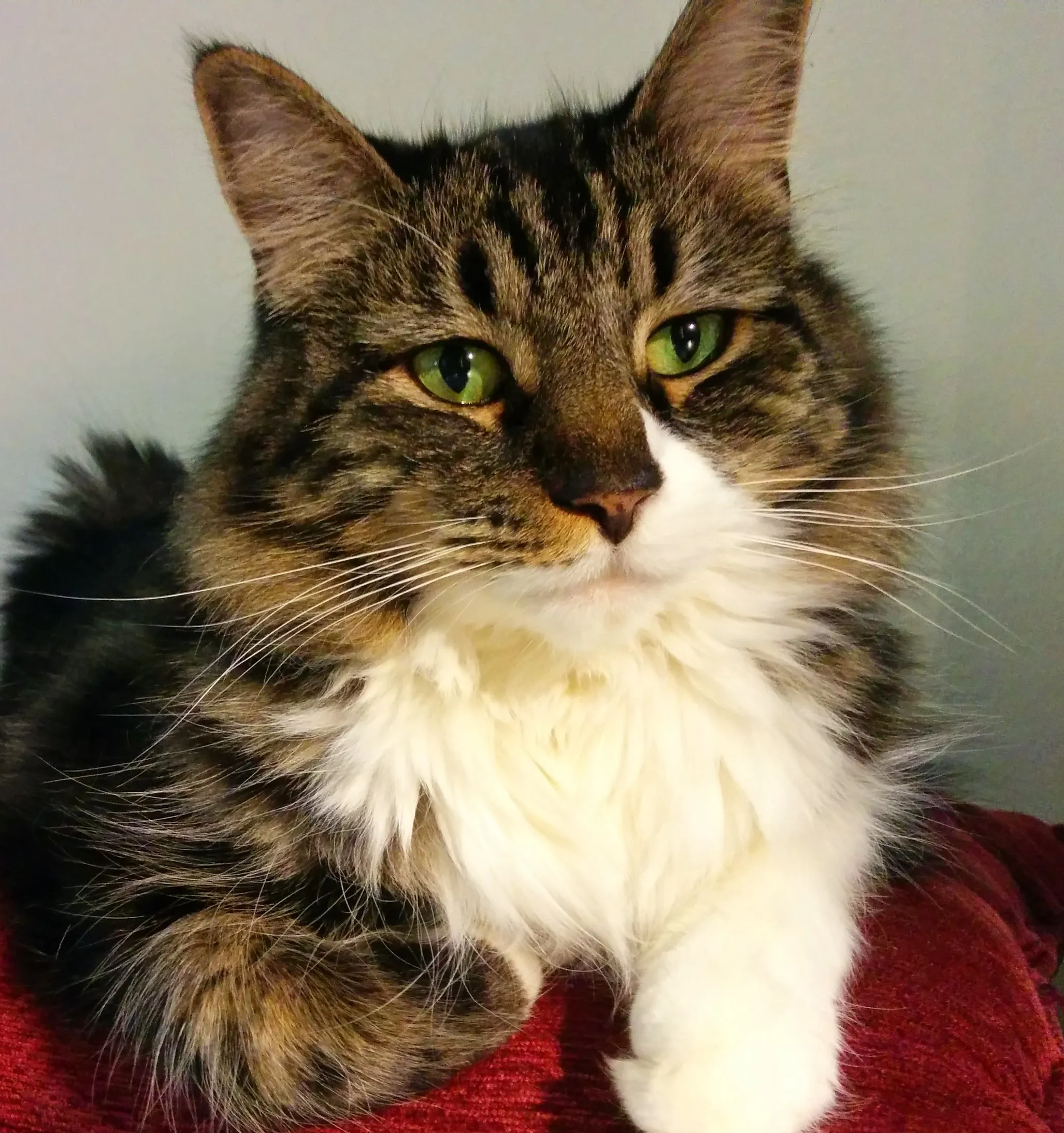 A floofy long-hair tabby cat with a majestic white bib loafing on a red pillow, facing the camera with a regal expression.