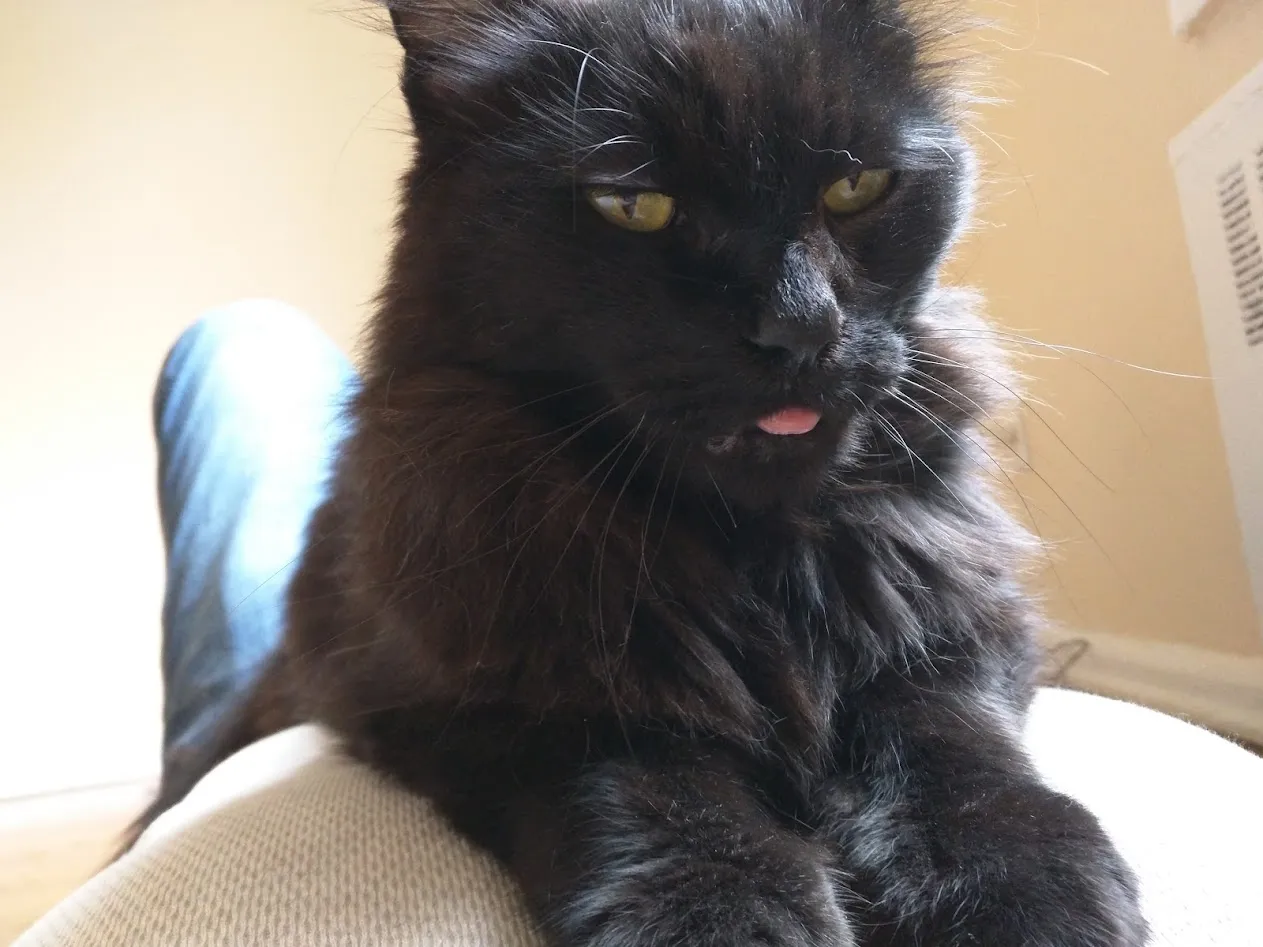 A goofy black long-haired cat loafing on my chest, looking extremely content, with the tip of its tongue sticking out, and a bubble of drool.