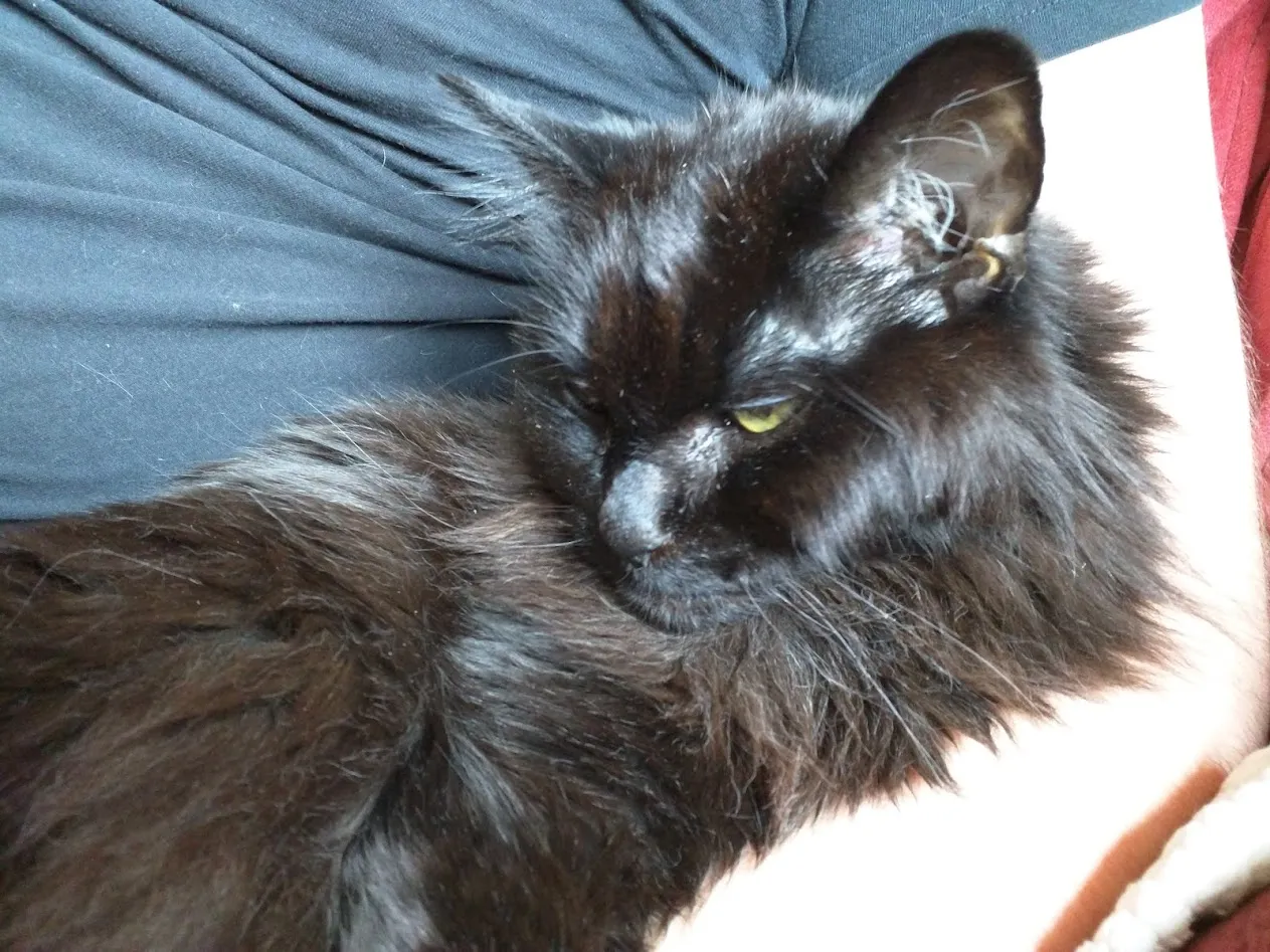 A black long hair cat nestled comfortably in the elbow of a dorky white man's arm.