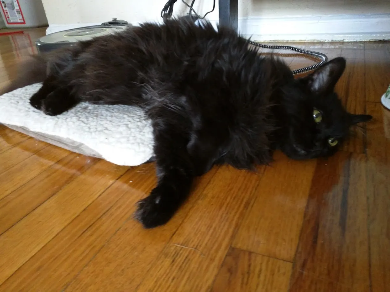 A silly black long-haired cat stretched out on a heating pad, his front legs and head laying off the pad onto the wooden floor.