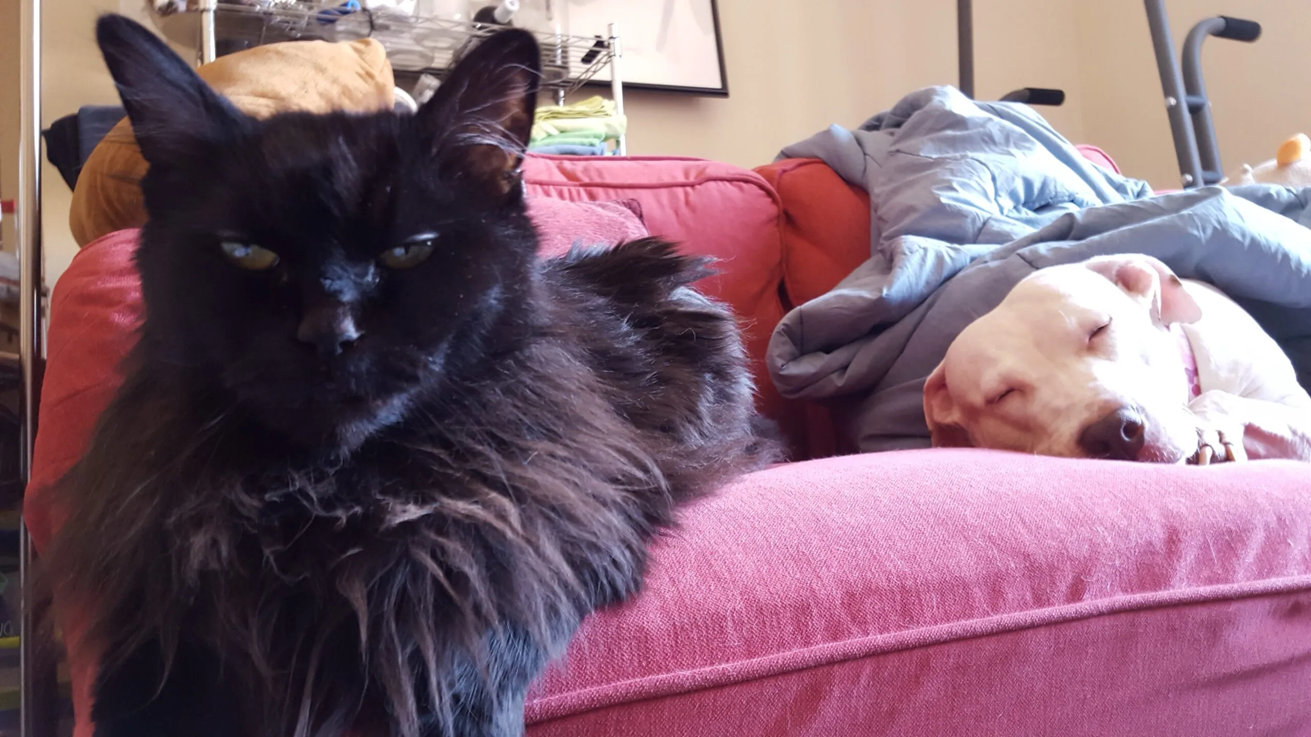 A handsome black long-haired cat with a magificent ruff loafs elegantly on a red sofa next to a sleeping white pitbull mix dog.