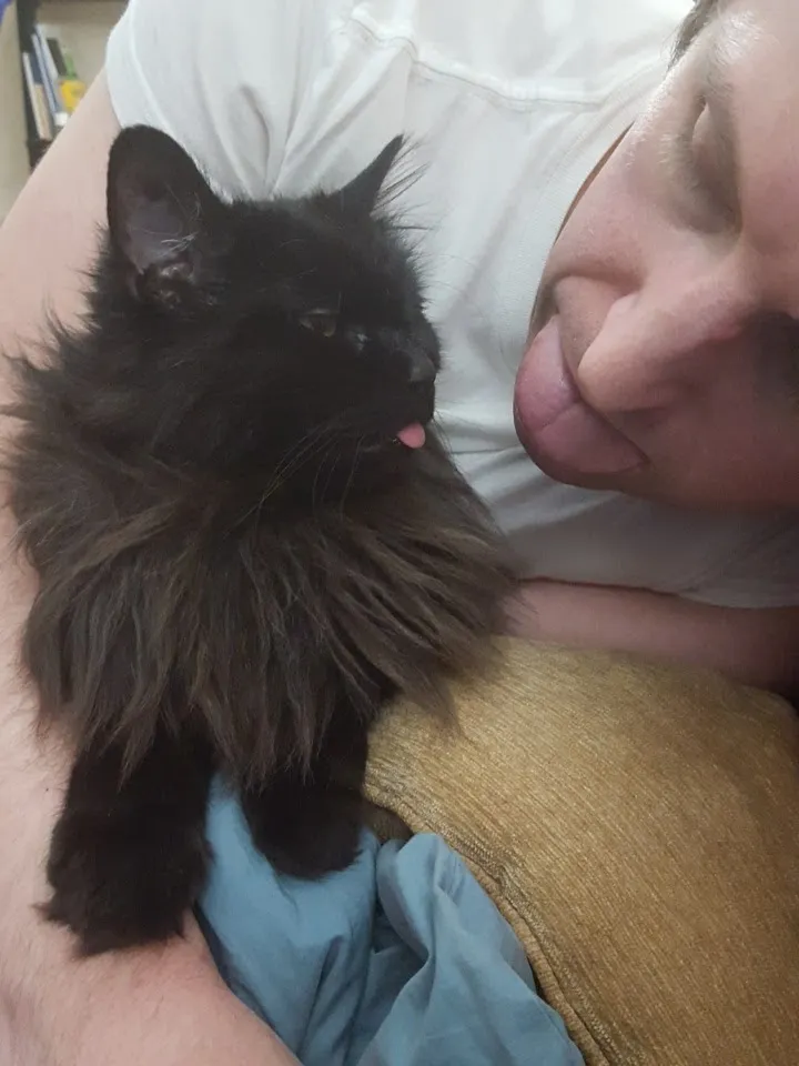 A handsome black long-haired cat with a magificent ruff, content, next to a human friend, both with tongues sticking out.