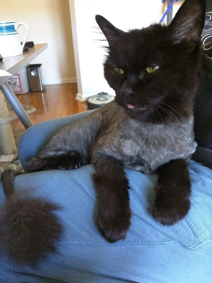 A handsome black long-haired cat with body hair trimmed very close, curled up on sombody's lap.