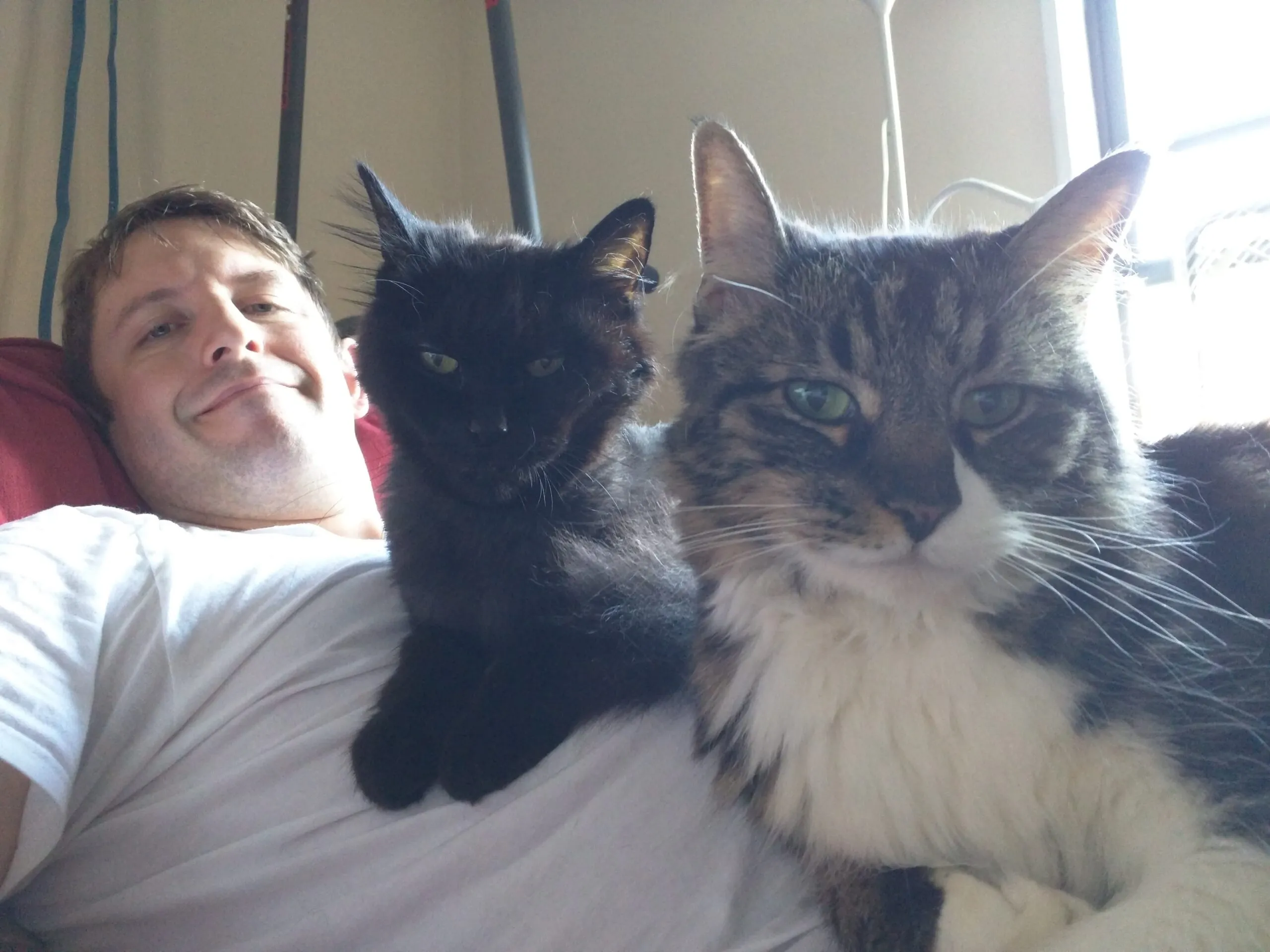 A beautiful black long-haired cat (but with body fur shorn short) sitting next to a beautiful Maine coon cat, both on a man's belly.