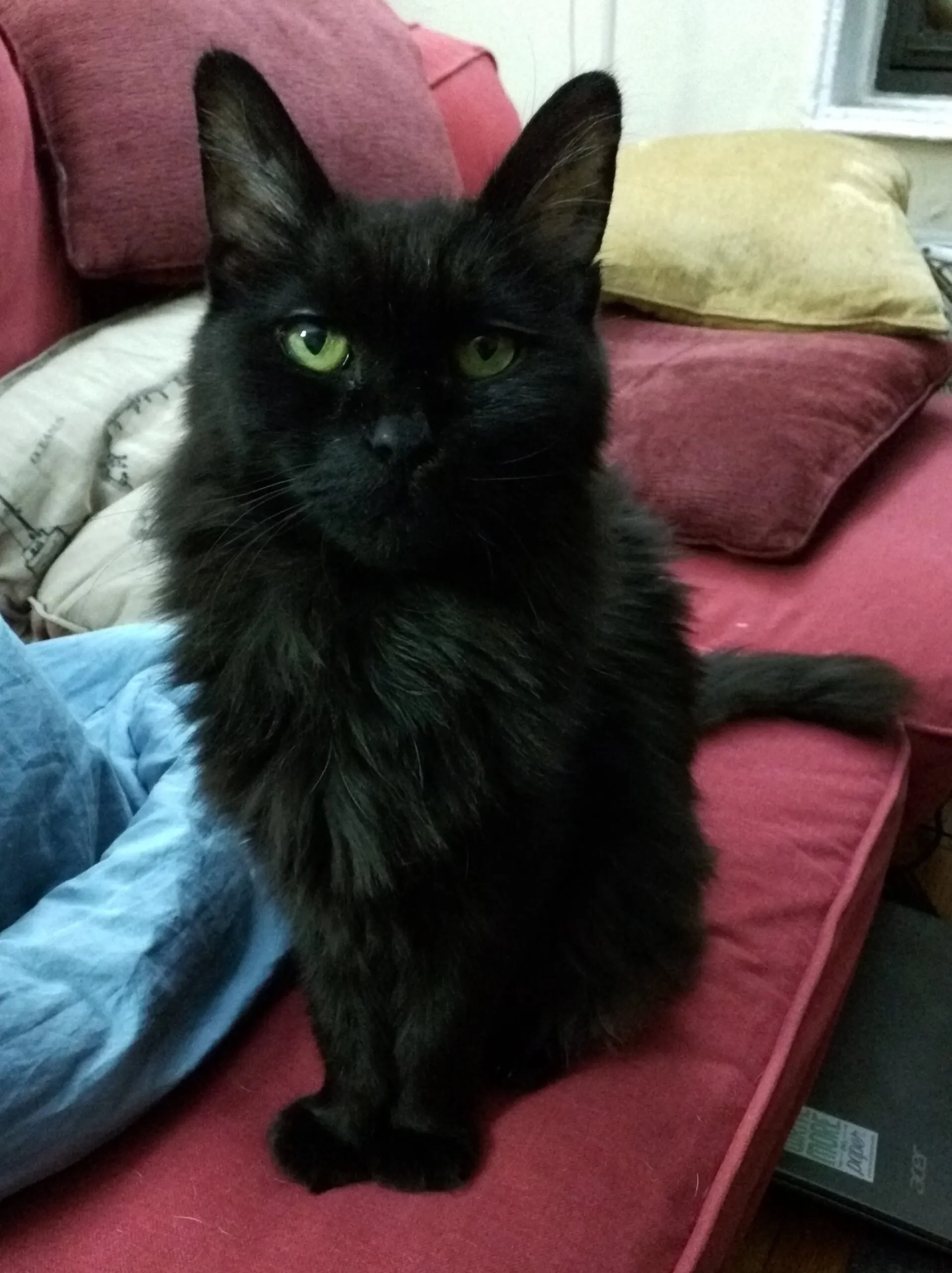 A beautiful black long hair cat posing nicely for the camera in a standard cat sitting position on a red sofa.