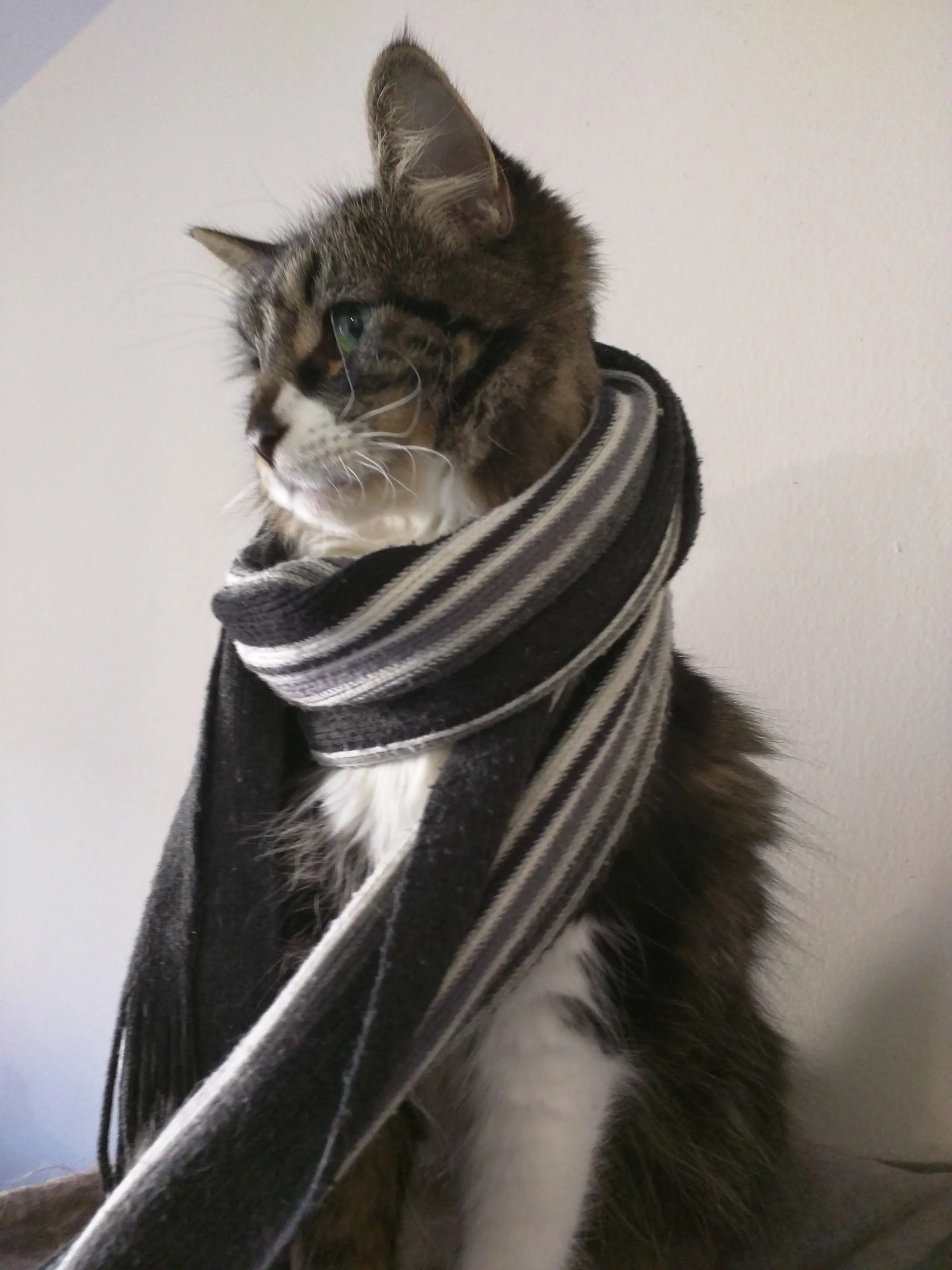 A handsome cat kindly wearing a scarf for a photo.