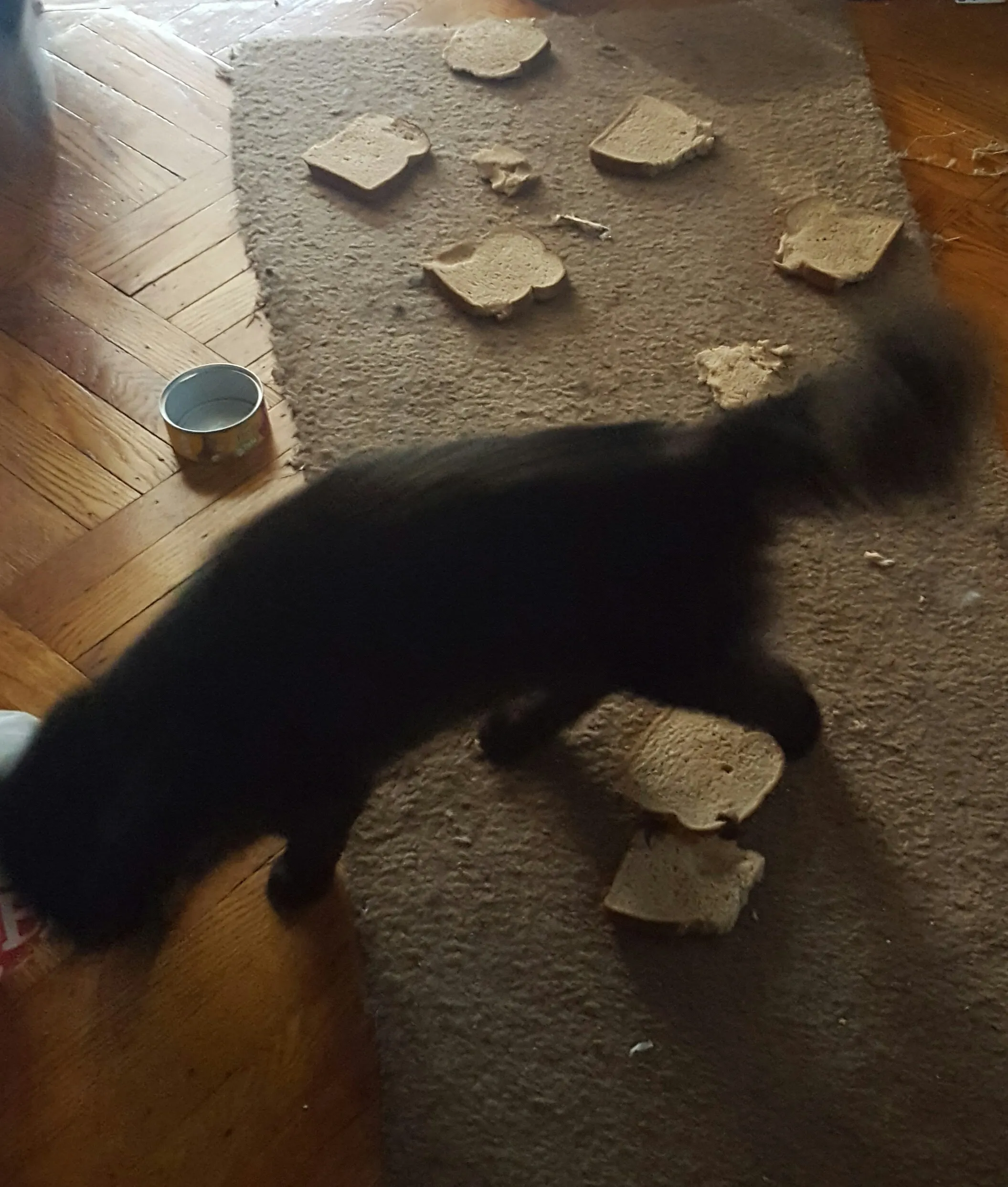 A blur of a black long hair strolling amidst the wreckage of slices of bread he left on the floor.