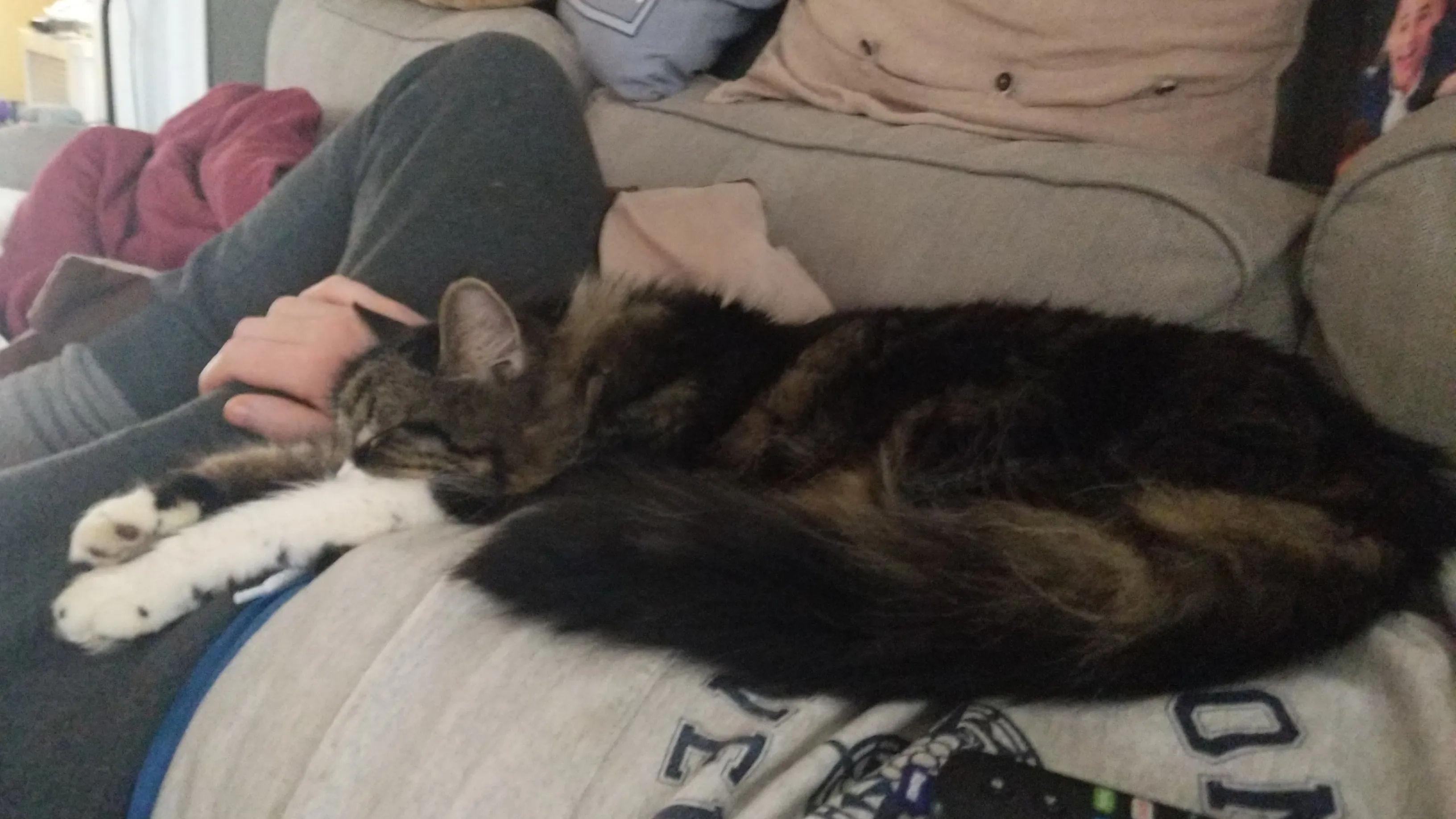 A large long-hair tabby cat stretched out on the torso of a man laying on a sofa.