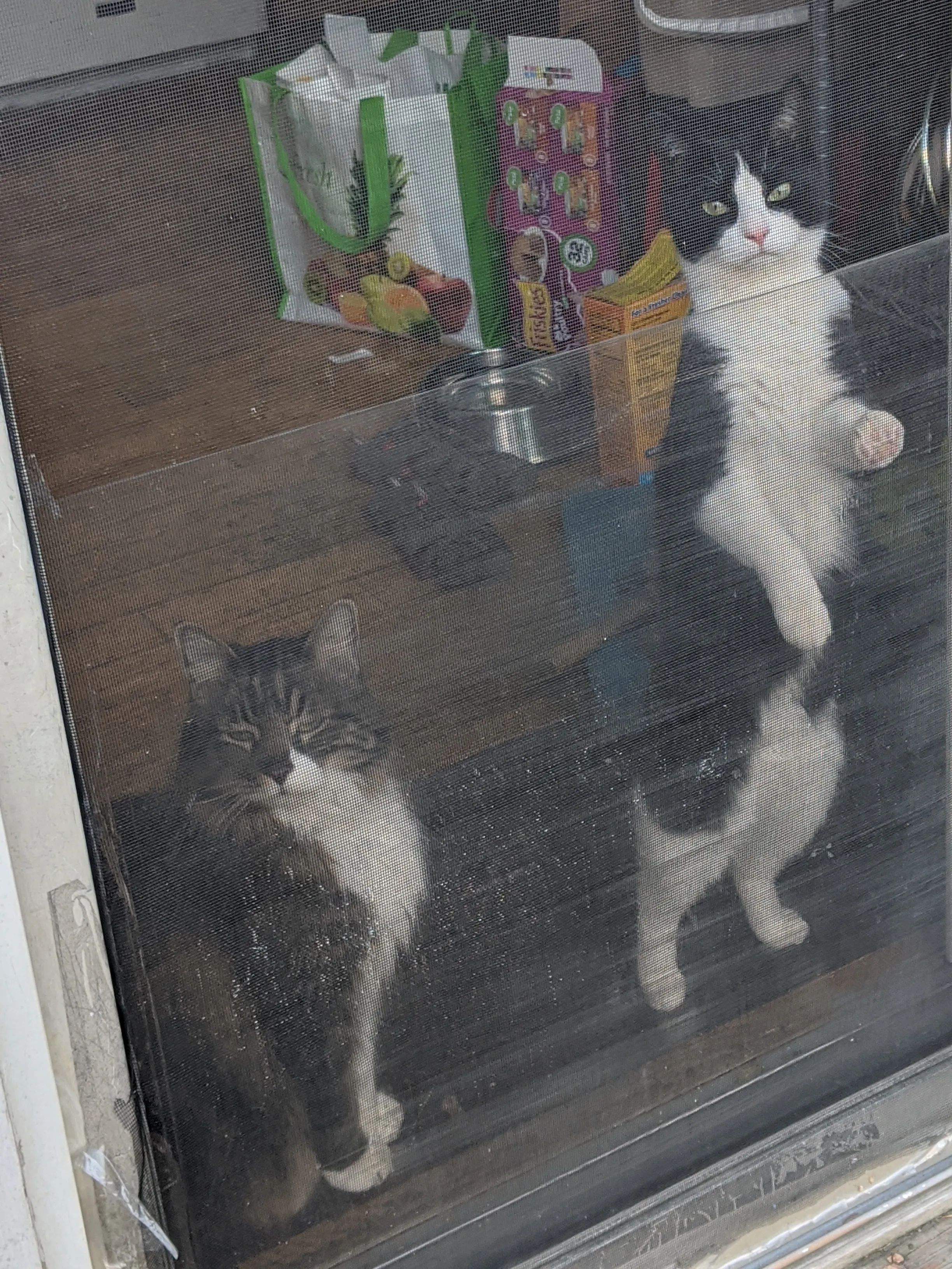 An older long-hair cat sharing a screen door view of the outside with a younger tuxedo cat.