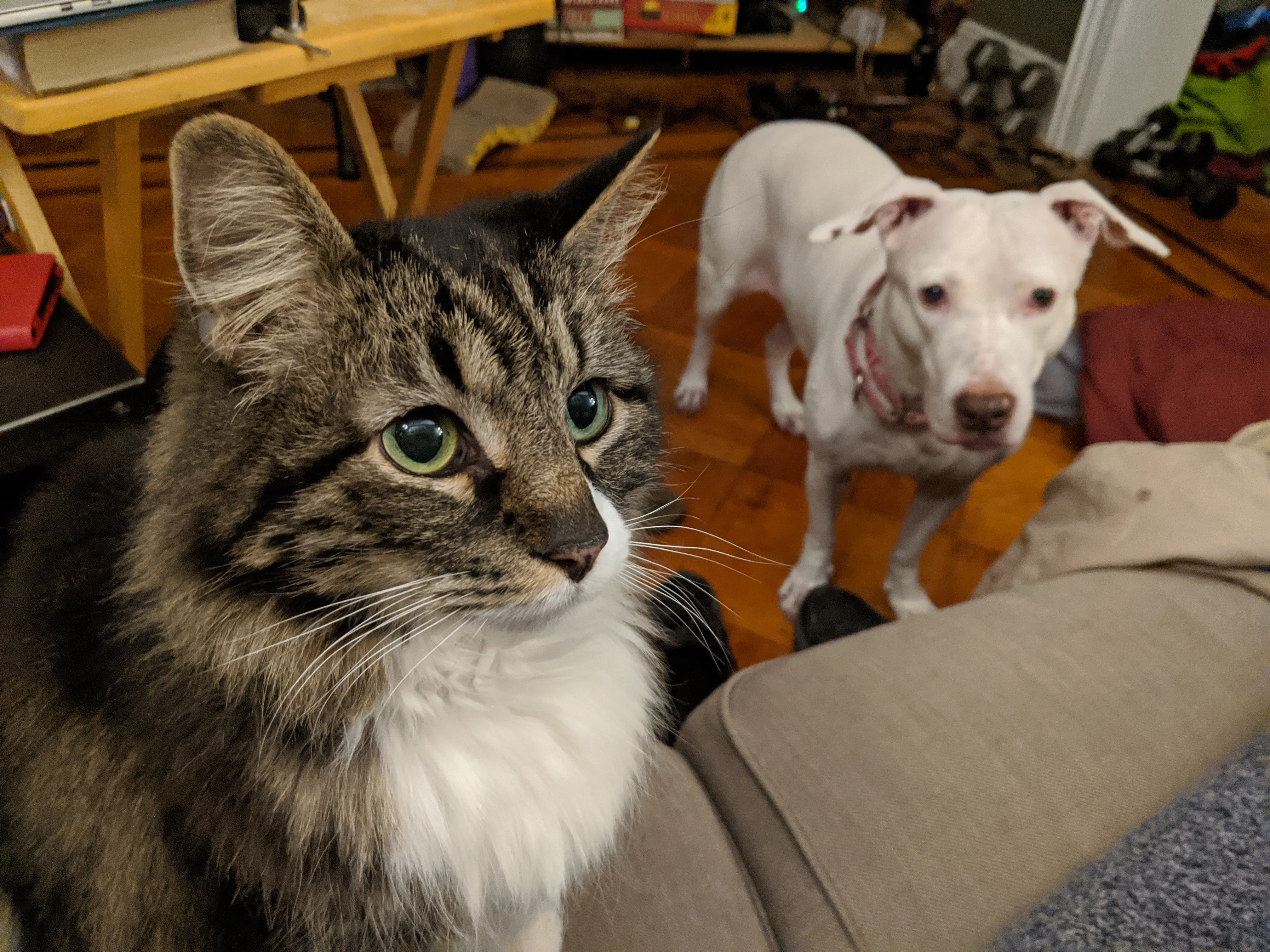 A long-hair cat and a white pit mix dog, standing apart but eagerly watching someone eat food of interest.
