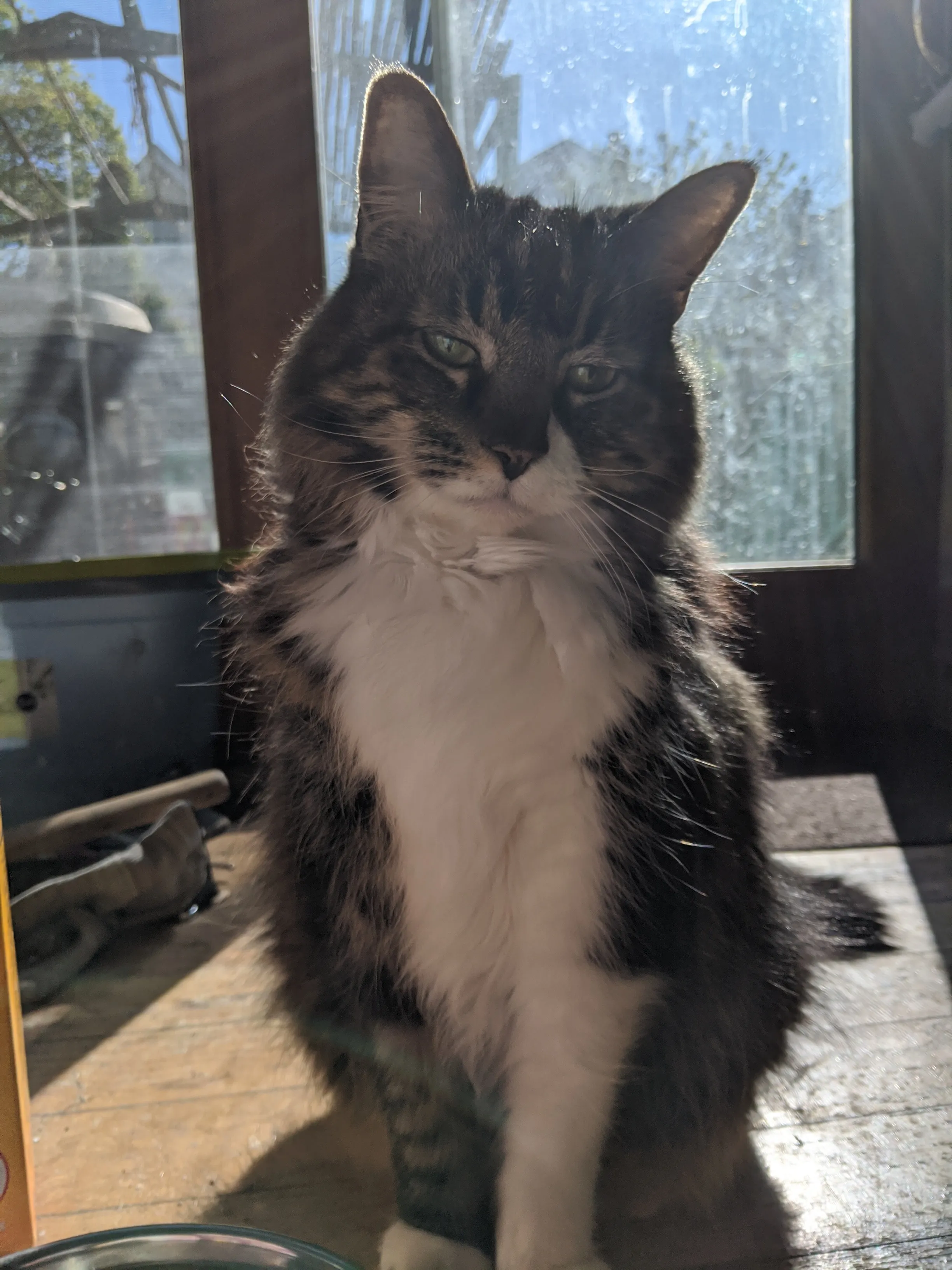 A beautiful cat sitting handsomely in morning sunlight.