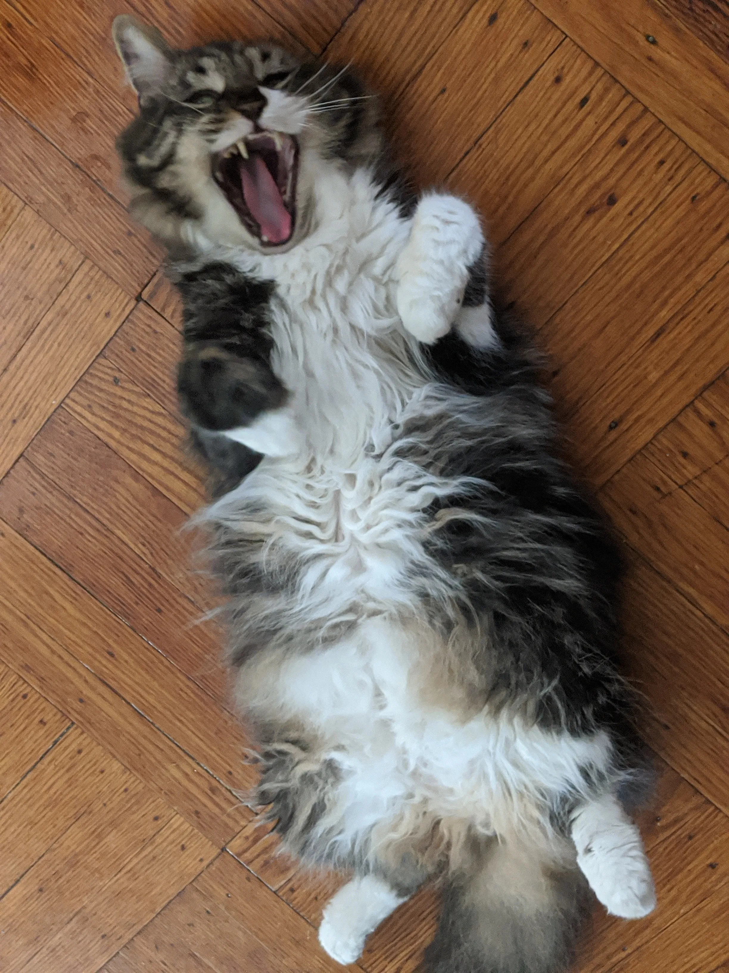 A long-hair cat, possibly overweight, laying on his back with his wide, furry belly vulnerable to human handling.