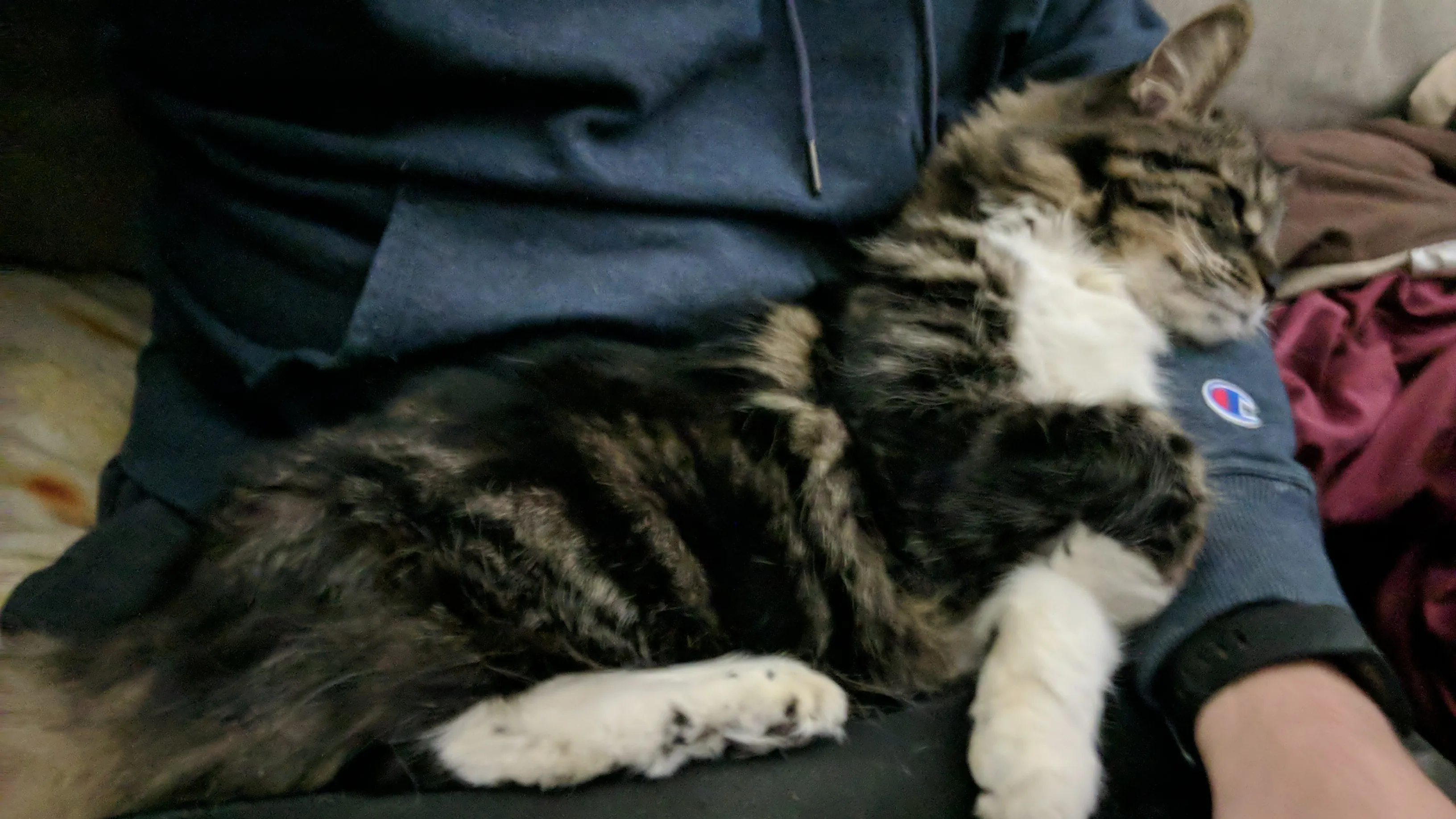 A large long-hair tabby cat stretched out on the lap of a man trying to use a lap desk.