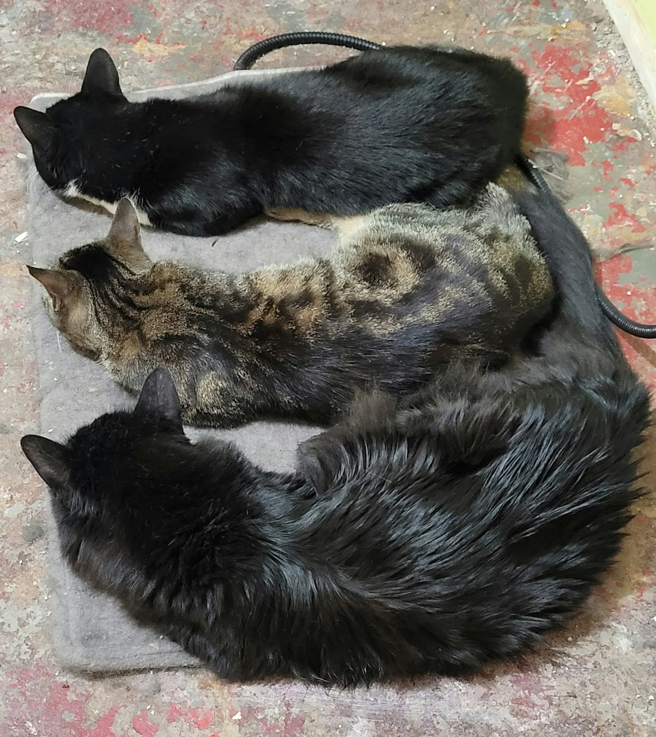Three cats lay side-by-side on a heating pad, on a basement floor. First an older black long-haired cat, then in the middle a young brown-ish swirly tabby cat, and on the other side of her, a young tuxedo cat.