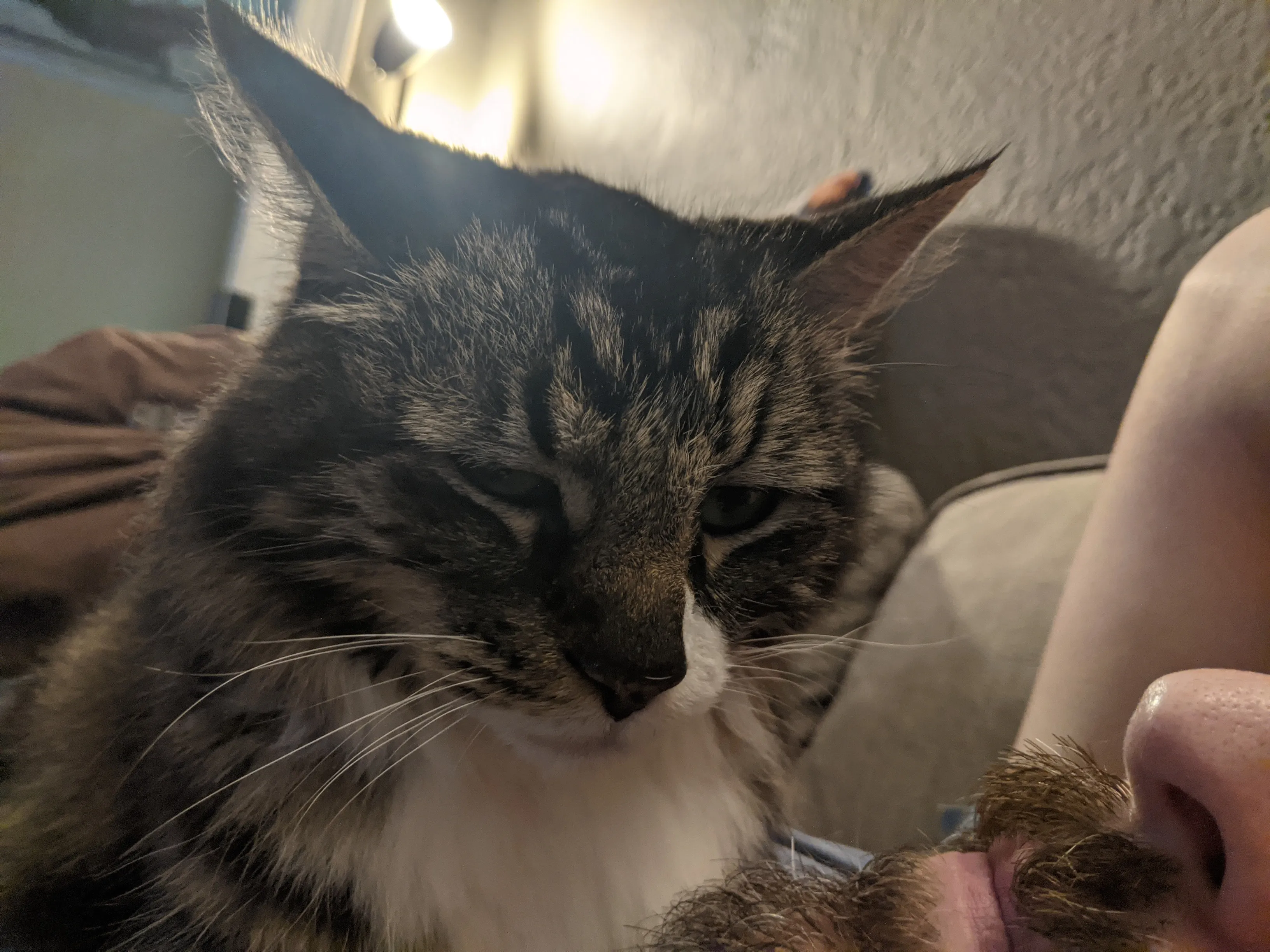 A close-up of a large, restful, purring tabby cat with his face right near the face of the man he's laying on.