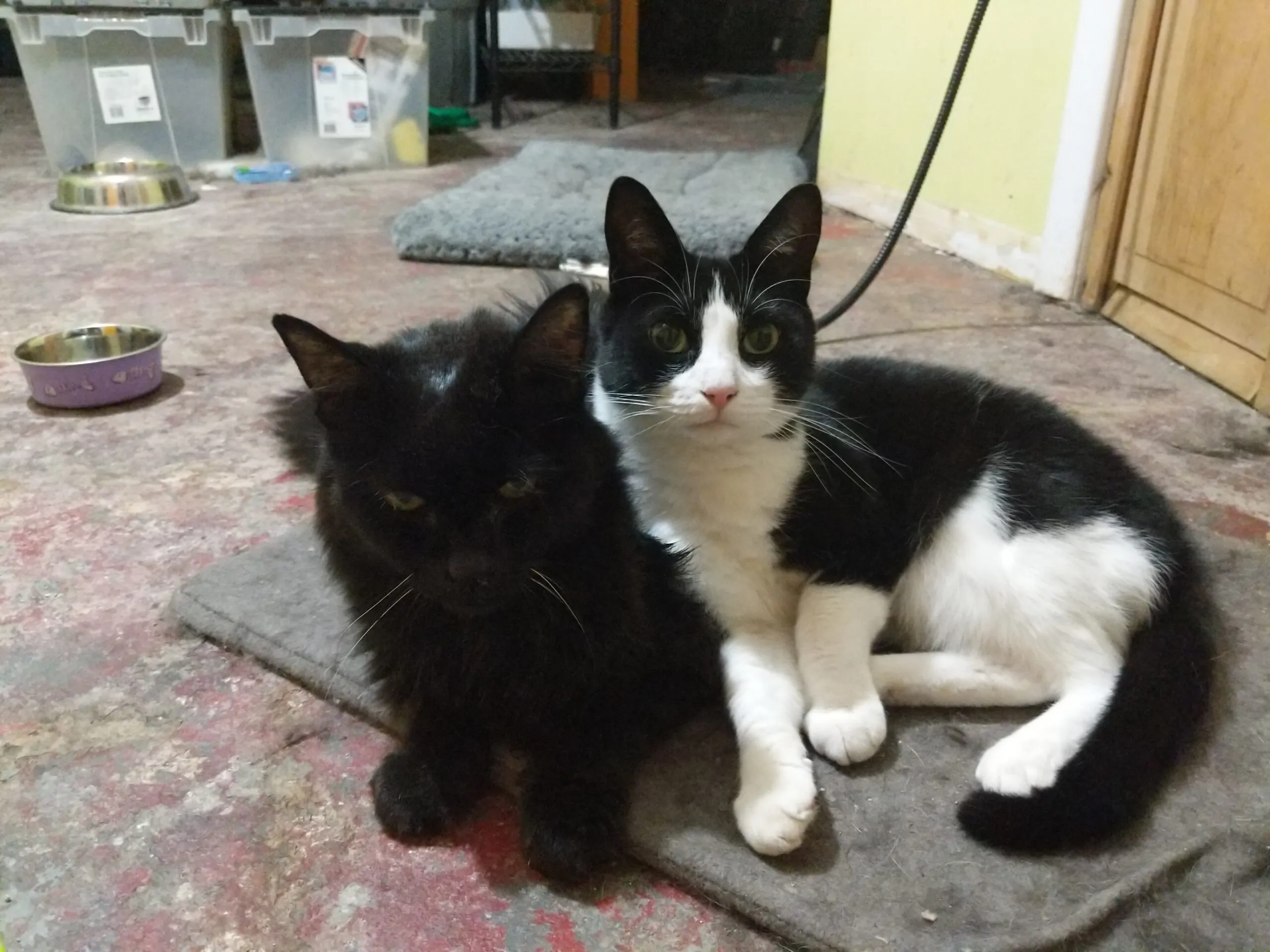 An older, beautiful black long-haired cat loafs on a hot pad on a basement floor, while a young tuxedo cat, curled up next to him, leans against him.