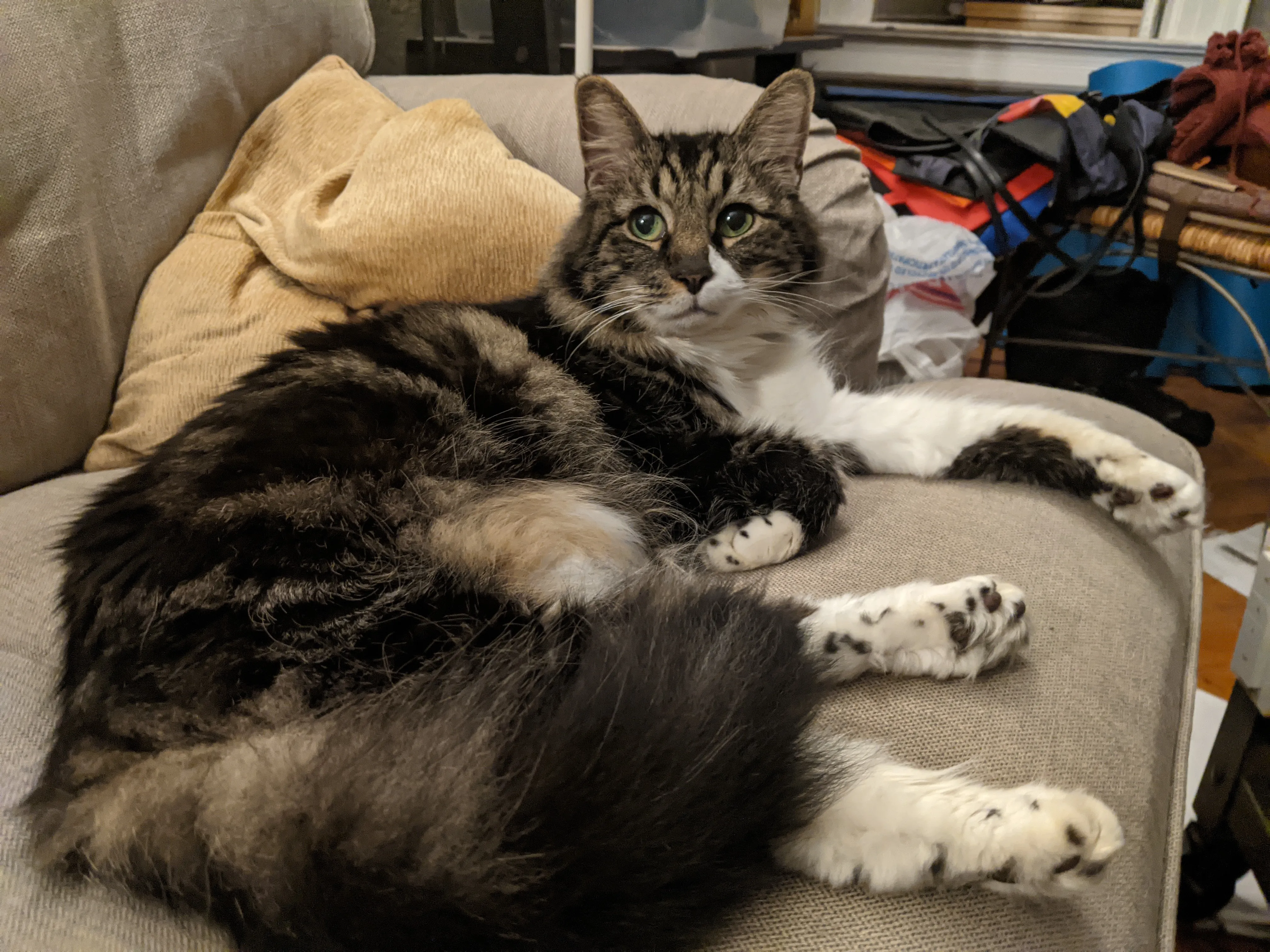 A long-hair cat lounging on a sofa, his baby-doll face looking pretty, his belly visible.