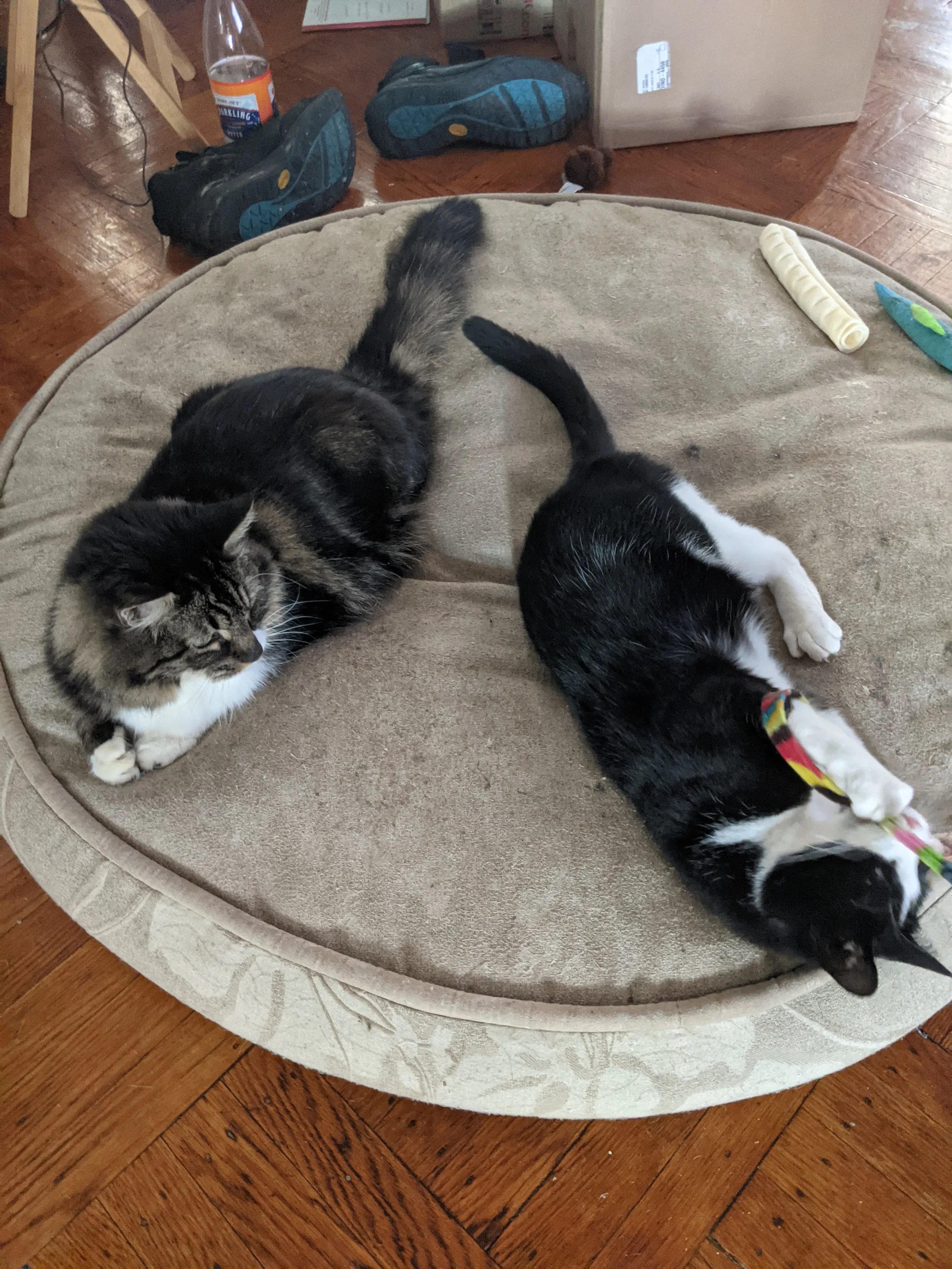 An older long-hair cat watching a younger tuxedo cat play