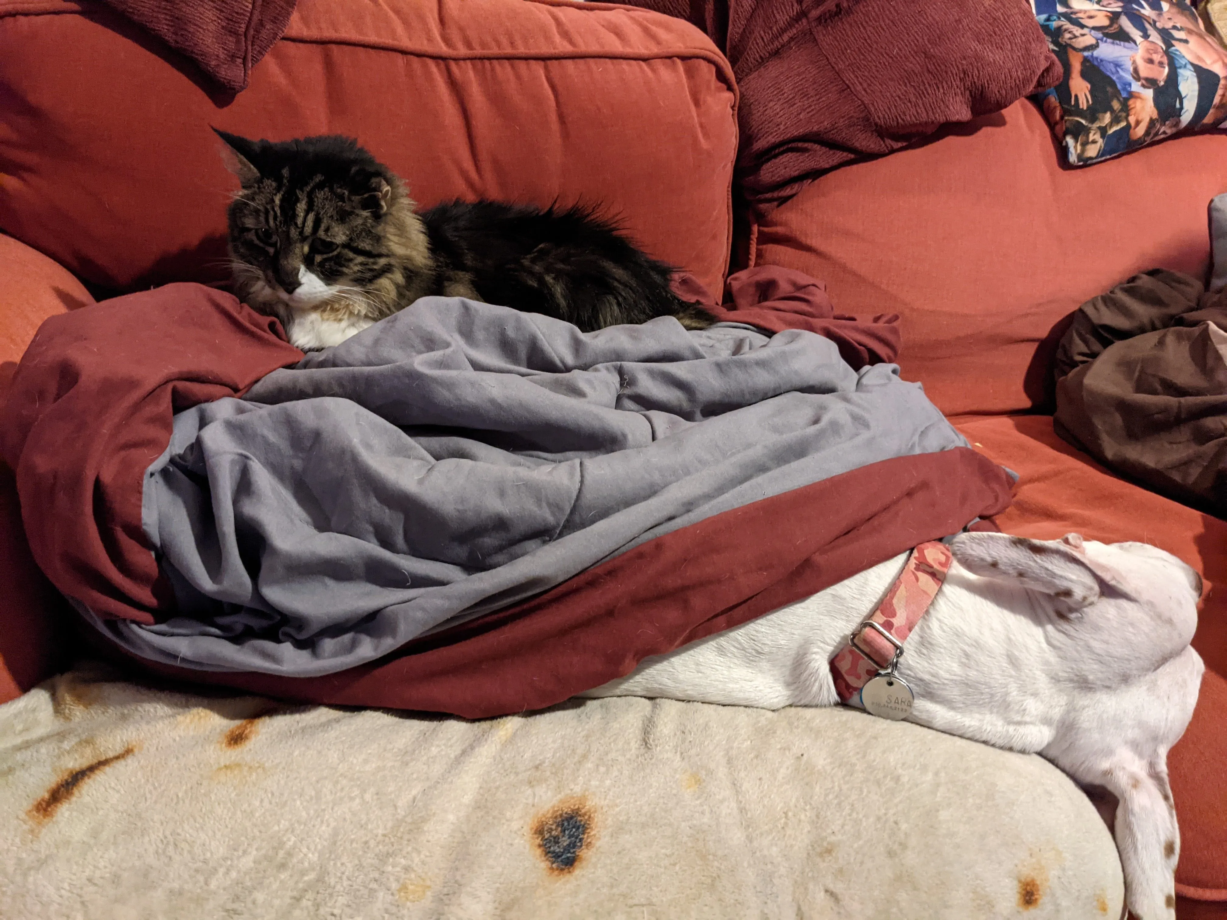 A long-hair cat resting on a blanket that is resting on a resting dog. It's not clear if the cat knows it is laying on the dog.