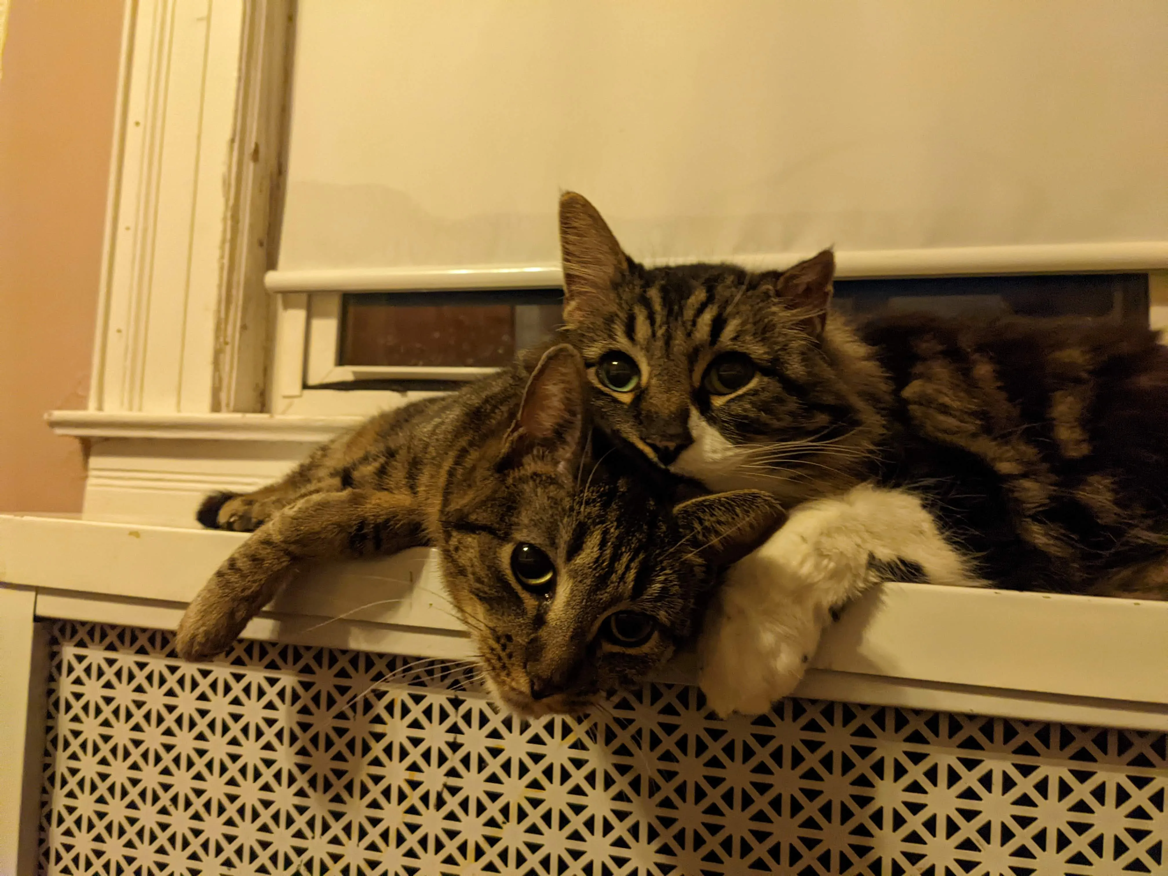 Two tabby cats laying together on a radiator.