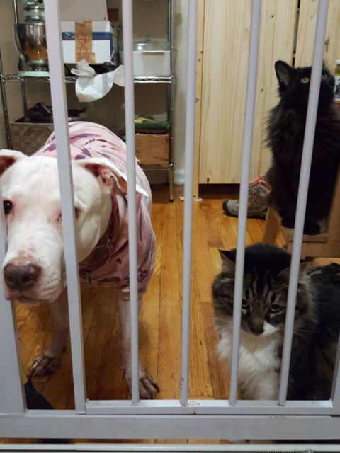 A beautiful, friendly pitbull-mix rescue dog, and a doll-faced Maine coon cat, look helplessly into a kitchen through a child-proof gate, while a black long-hair cat sits on a nearby stool looking at the top of the gate, as if plotting his entrance for a heist.