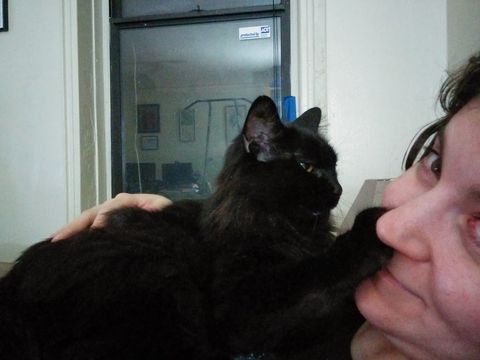 A black long hair cat with an indifferent expression rests on a woman's upper chest while she's laying down. The cat is reaching out to place his paw on her face.